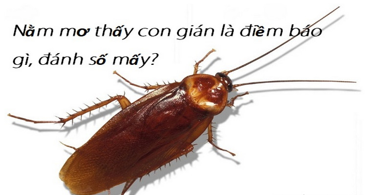 Mơ Thấy Con Gián Đánh Số Mấy Để Phát Tài Nhanh Chóng? 1 Con gián số mấy để phát tài nhanh chóng
